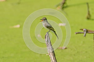 Likely eastern wood-peewee but possibly a flycatcher species calling on top of a fallen tree branch in a mucky pond in the flood photo