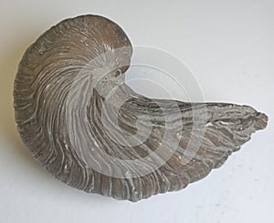 The devil\'s toe nail, or a fossil named Gryphaea photo