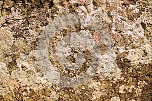 Liken on the stone. Stone texture with natural pattern. surface.