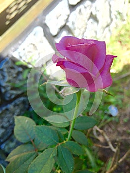 Lil pink rose