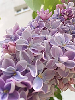 Lila beauty lilac flowers and sunshine photo