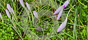 lila crocuses on green grass in spring, shallow depth of field