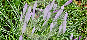 lila crocuses on green grass in spring, shallow depth of field