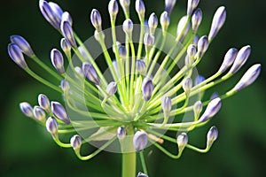 Lila flower in the garden