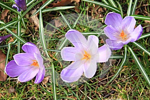Lila flowers - saffron photo