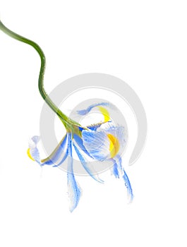 Lila iris flower photo