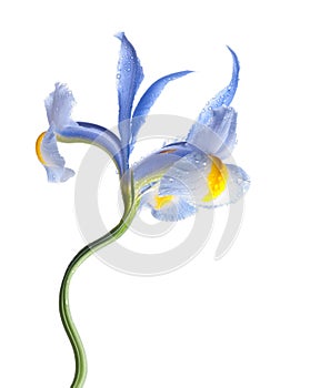 Lila iris flower photo