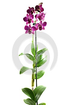 Lila orchid photo