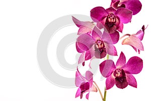 Lila orchid photo