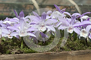 Lila orchid like flowers in a wooden planter