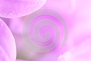 Lila petal flower background.