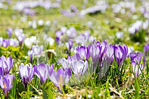 Lila and white Crocus alpine flowers blooming on spring on Alps