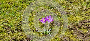 lila and white crocus flowers at spring in park