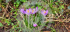 lila and white crocus flowers at spring in park