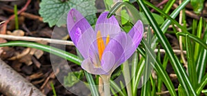 lila and white crocus flowers at spring in park