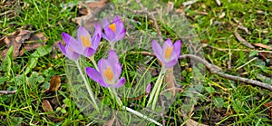 lila and white crocus flowers at spring in park