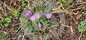 lila and white crocus flowers at spring in park