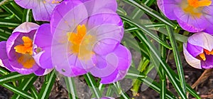 lila and white crocus flowers at spring in park