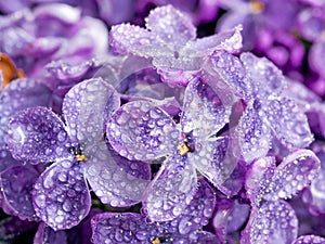 Lilac. photo