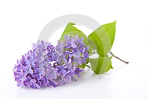 Lilac photo