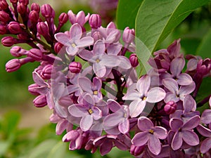Lilac