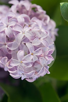 The lilac