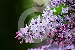 Lilac