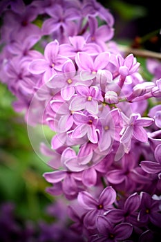 Lilac