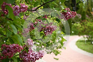 Lilac against the background of a garden path.