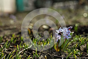 Lilac alpine squill flowers in garden