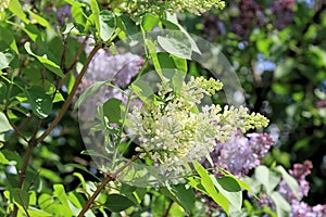 Lilac as a symbol of faith in the victory of kindness on the planet