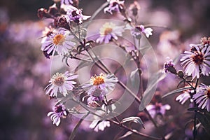 Lilac Aster in bloom and fade