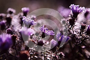 Lilac Aster in bloom and fade background