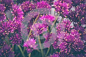 Lilac autumn flowers, soft focus. Bright autumn flower background. Purple flowers closeup.