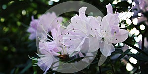 Lilac Azalia flowers bloom in spring season.