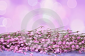 lilac background with flowers, delicate background, bokeh