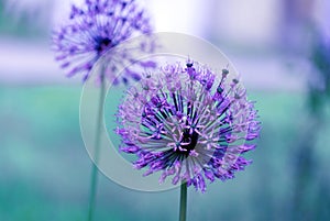 Lilac ball - allium flower, soft selective focus