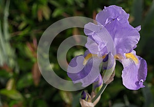 Lilac bearded Iris flower
