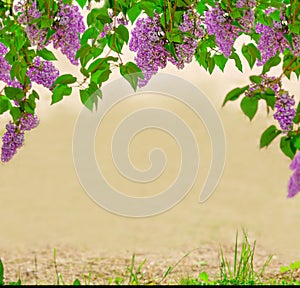 Lilac. Beautiful violet frame