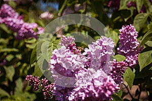 Lilac with bee. Colorful purple lilacs blossoms with green leaves