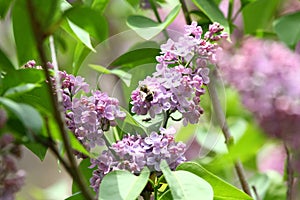 Lilac and bee. Lilacs or syringe and bee. Colorful purple lilacs blossoms with green leaves. Floral pattern. Lilac background text