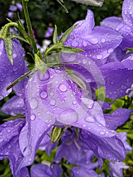 Lilac bells a close up