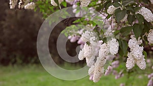 Lilac blooming branch swaying in the wind.