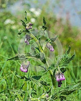 Lilac blooming Common Comfrey