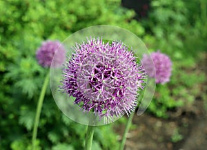 lilac blooming decorative bow (Latin allium) on a blurred background