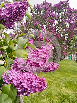 Lilac blooming in one of the city parks