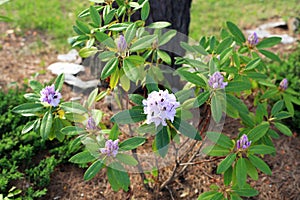 Lilac blooming rhododendron