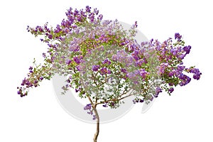 Lilac blooming tree isolated on white