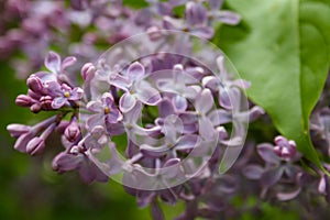Lilac blooms. A beautiful bunch of flowers closeup. Spring Flowering. Lilac Bush Bloom.