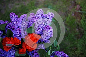 Lilac blooms. A beautiful bunch of lilac closeup. Green branch with spring lilac flowers. Lilac bush. Lilac flowers on tree in gar